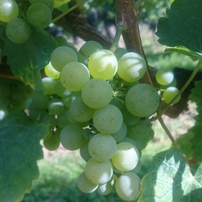 Silvaner Wue 318 DSC 0453